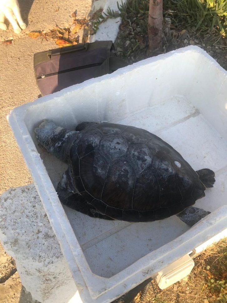 Kuşadası’nda iki kaplumbağa ölü olarak kıyıya vurdu G5