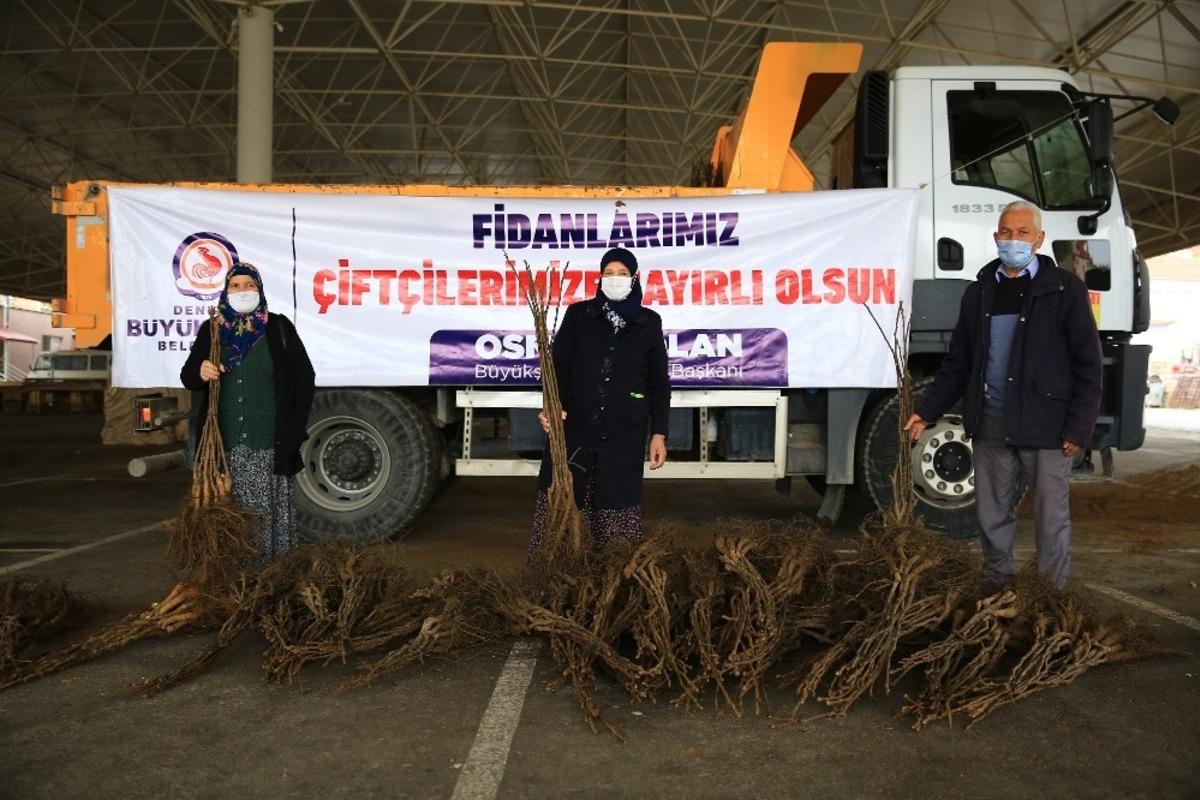 Cevizin başkenti olmak i&ccedil;in &uuml;reticiye 40 fidan dağıtıldı