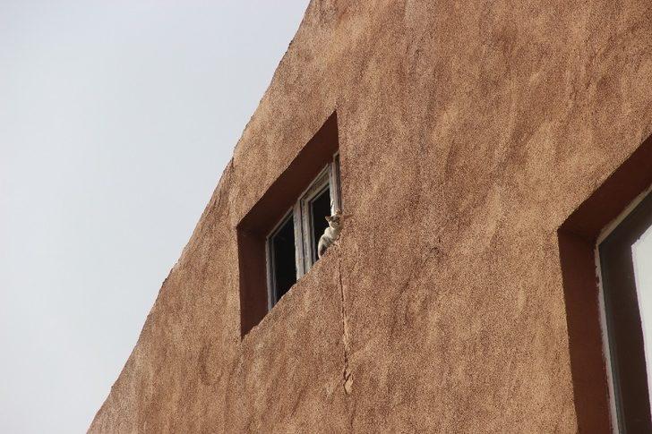 Hırçın kedi, miyavlayarak yardım istedi, kurtarılınca nankörlük etti G1