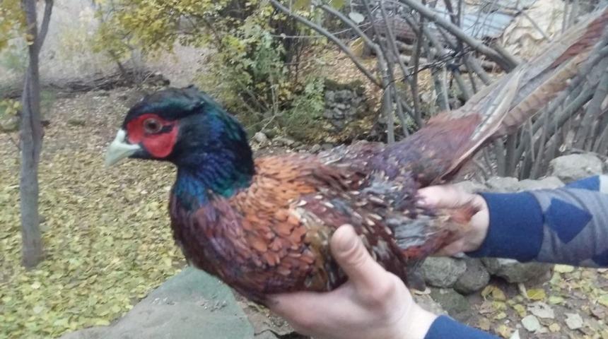 Nesli t&uuml;kenmekte olan s&uuml;l&uuml;n kuşu Bitlis&rsquo;te g&ouml;r&uuml;nt&uuml;lendi