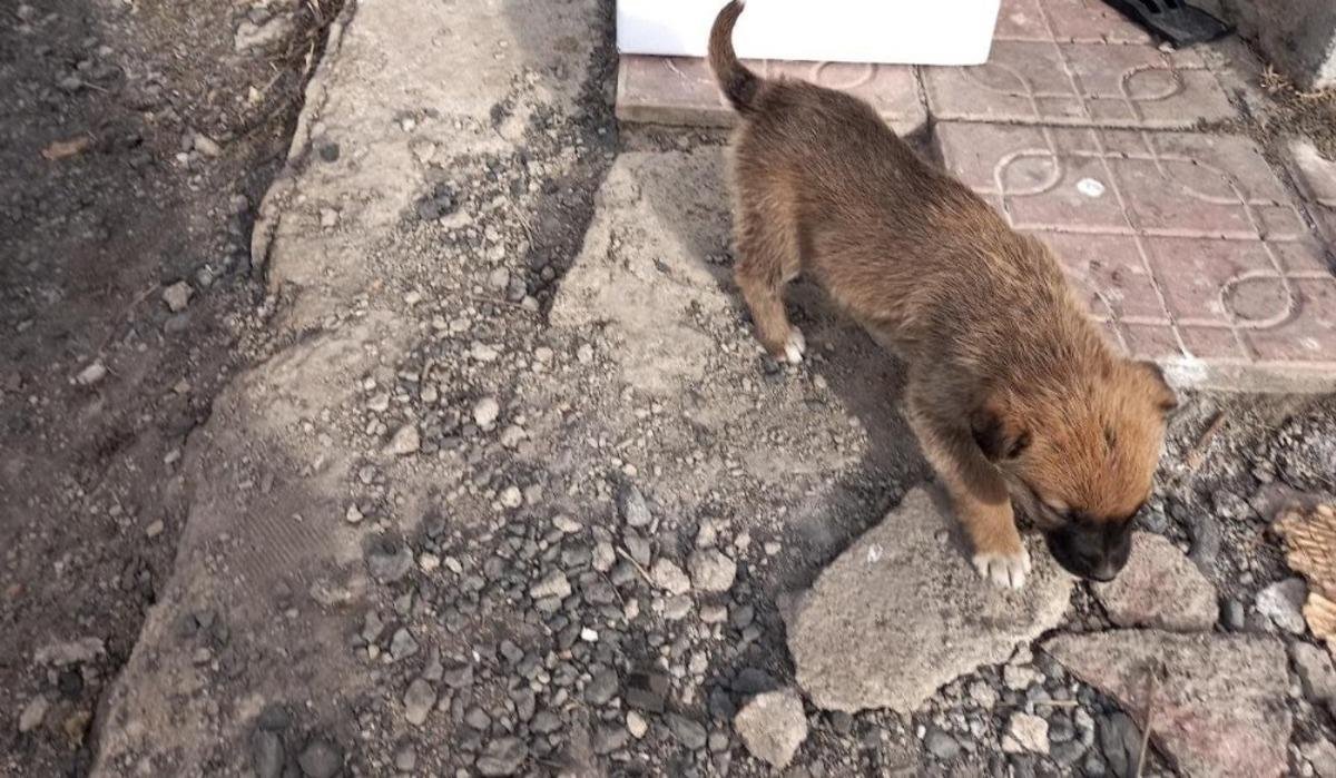 Başkale Belediyesi yavru k&ouml;peklere sahip &ccedil;ıktı