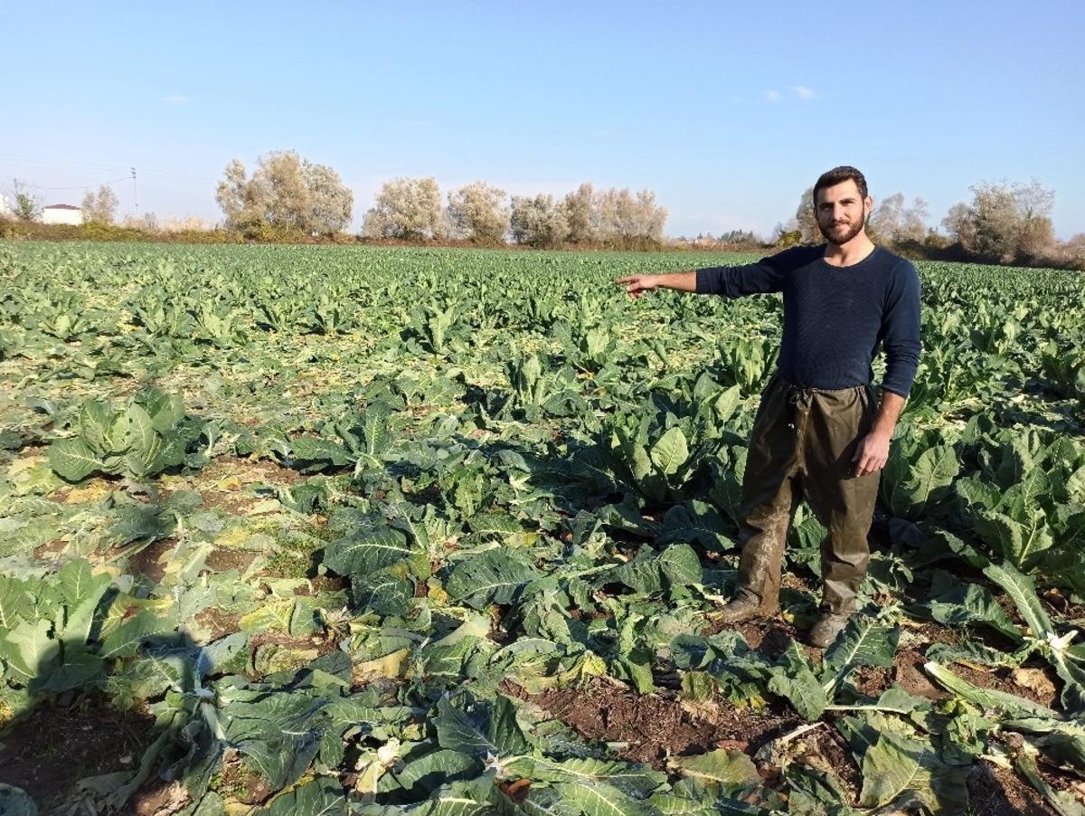 Tarladan 1 ton karnabahar &ccedil;aldılar