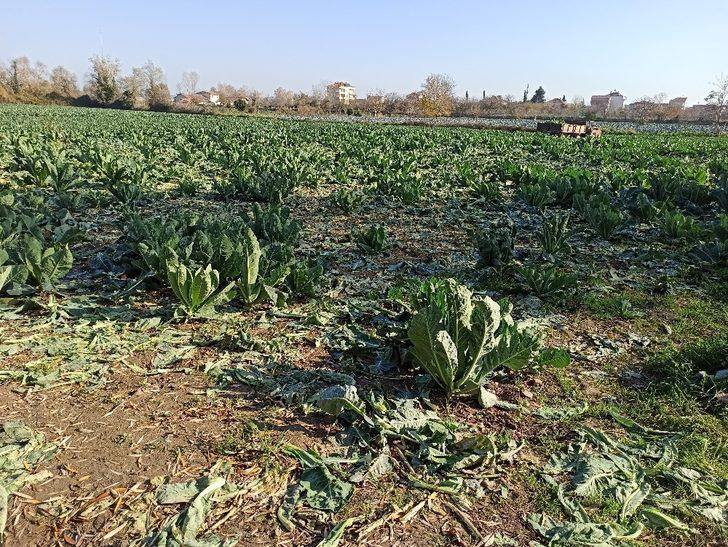 Tarladan 1 ton karnabahar çaldılar G2