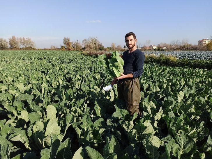 Tarladan 1 ton karnabahar çaldılar G3