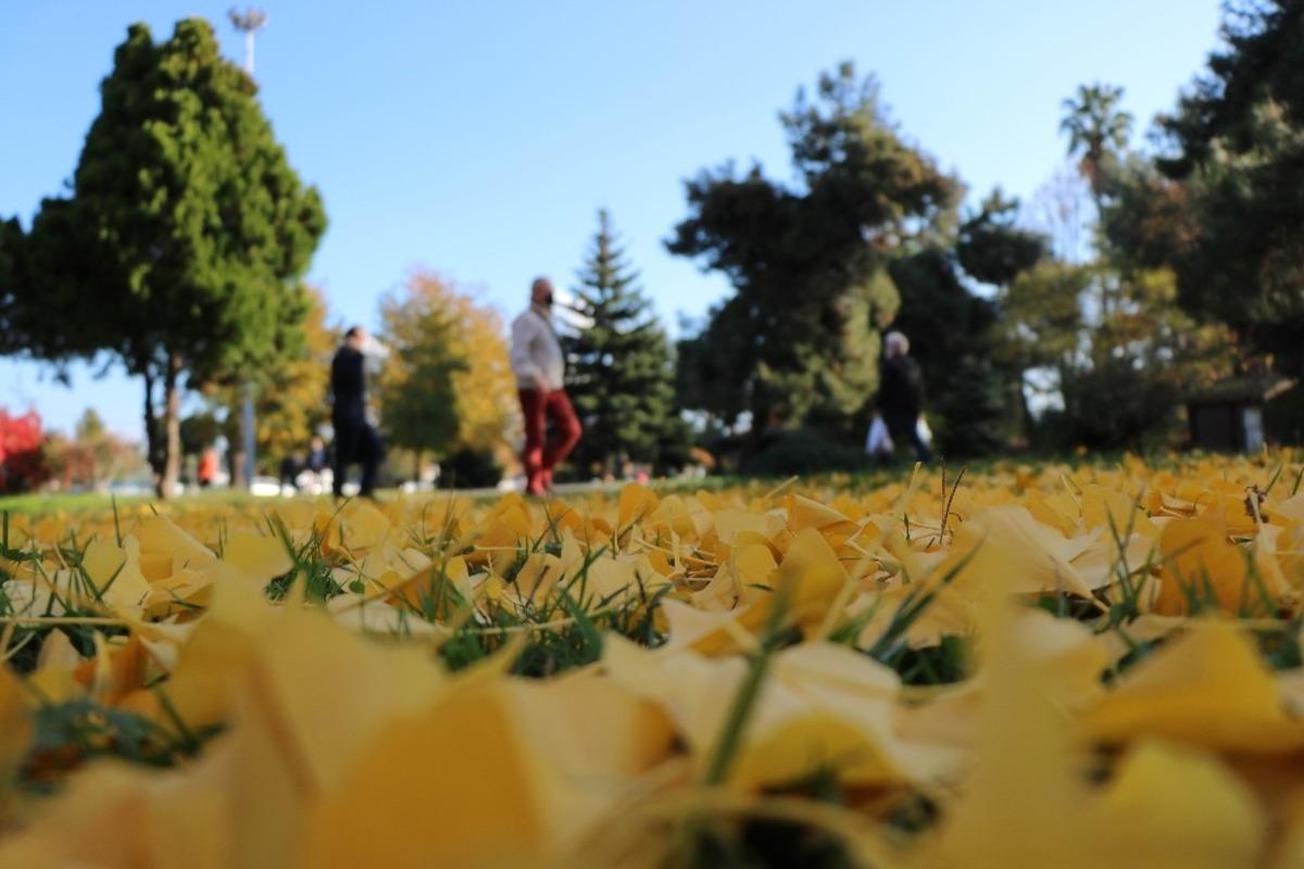 Samsun&rsquo;da yaprak d&ouml;k&uuml;m&uuml;