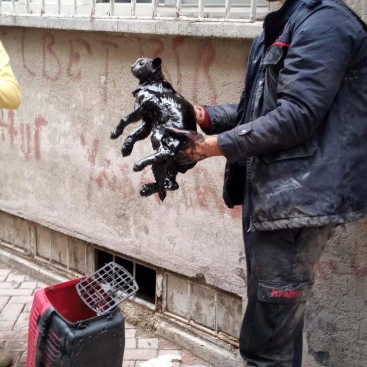 Yakıt tankına düşen kedi kurtarıldı G1