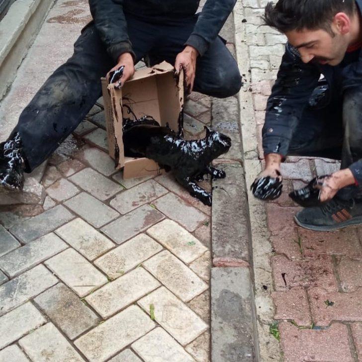 Yakıt tankına düşen kedi kurtarıldı G4