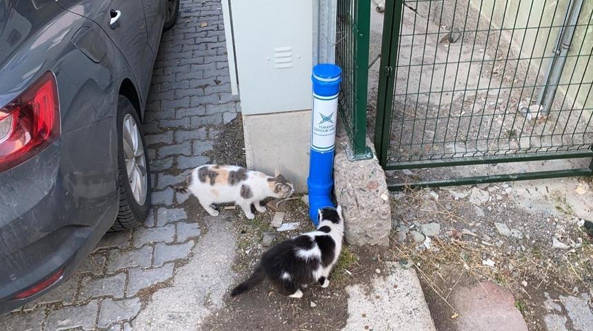 Kızılcahamam T&Uuml;GVA sokak hayvanlarına yemleme kabı yaptı