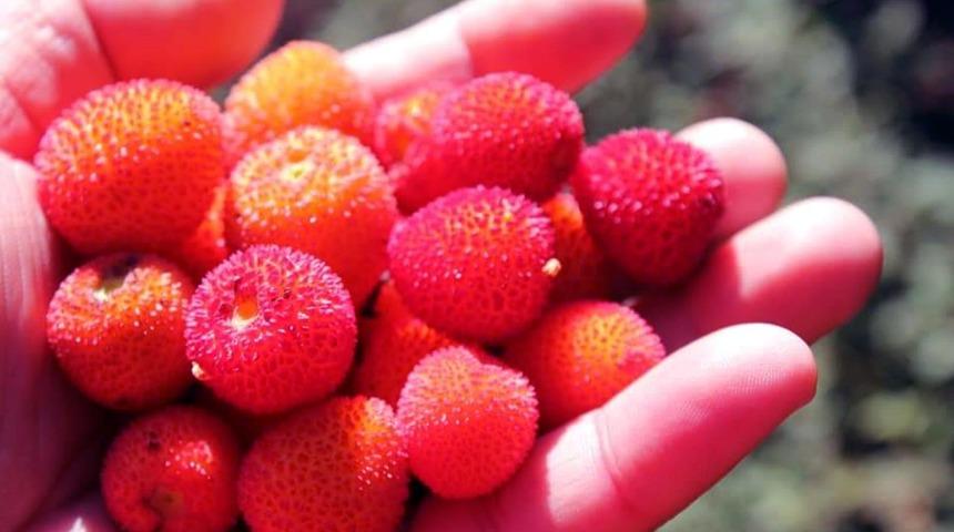 Binbir derde deva! Özellikle bu aylarda her gün bir avuç...