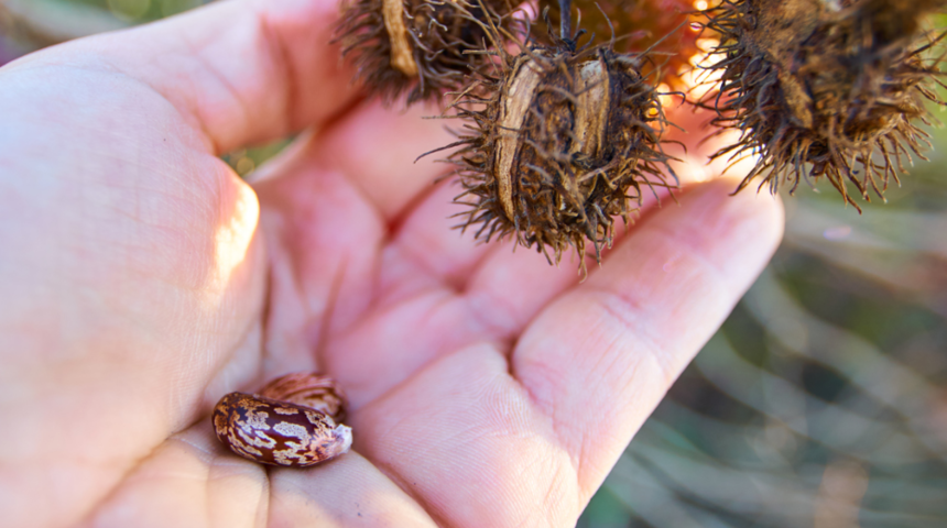 Kleopatra'nın g&uuml;zellik ilacıydı! Hint yağı hangi sorunu &ccedil;&ouml;zm&uuml;yor ki?