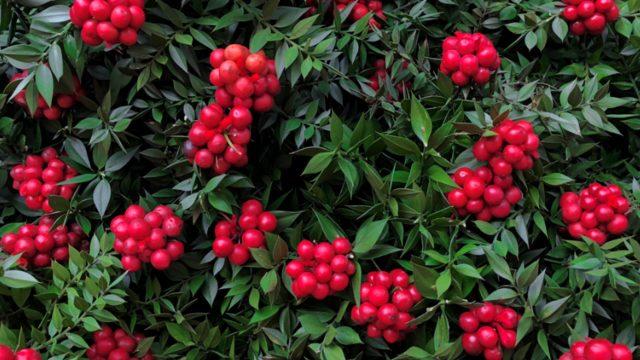 Şans çiçeği kokina! Yıl boyunca rengi bozulmadan duruyorsa...