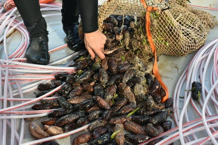 Deniz patlıcanında kota 40 kilo G2