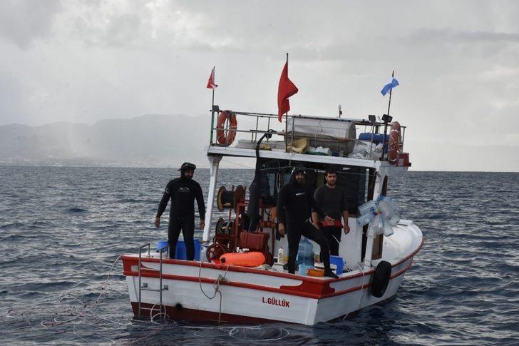 Deniz patlıcanında kota 40 kilo G4