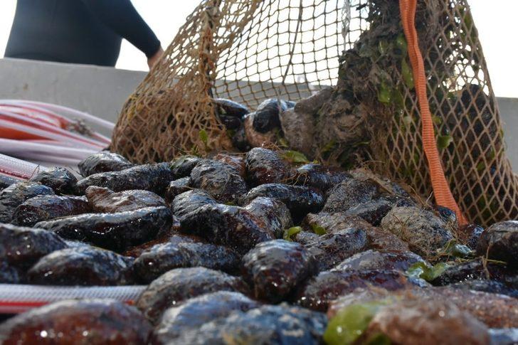 Deniz patlıcanında kota 40 kilo G5