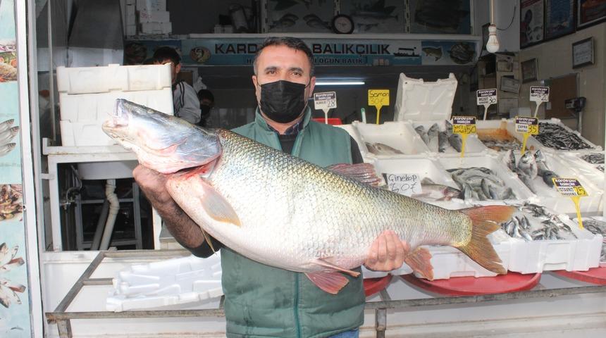 Gören şaşkına dönüyor! Dev turna balığı yakalandı