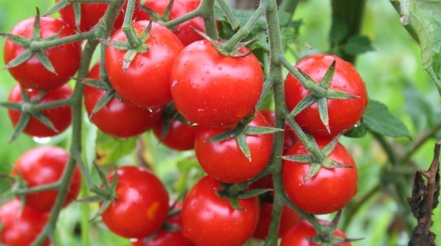 Domates ihracat&ccedil;ıları Rusya&rsquo;ya ihracatta kotanın kaldırılmasını istiyor