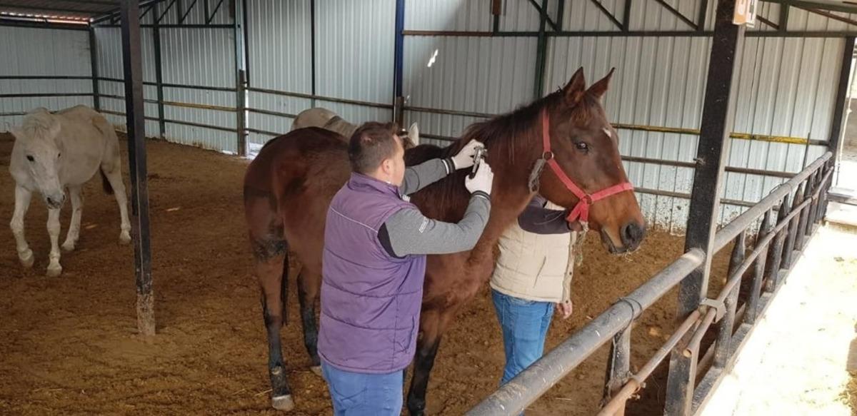 Bilecik&rsquo;te atlara &ccedil;ip takılarak, b&uuml;y&uuml;kbaş hayvanlarda şap aşılaması yapıldı