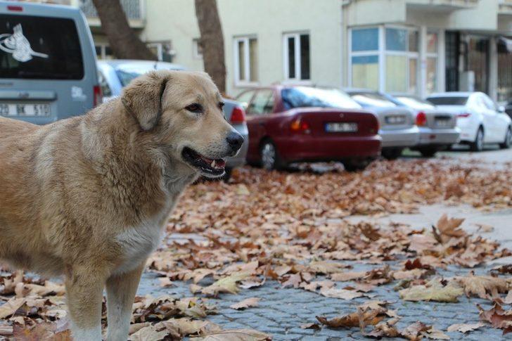 Sessiz sonbahar görsel şölen oluşturdu G2