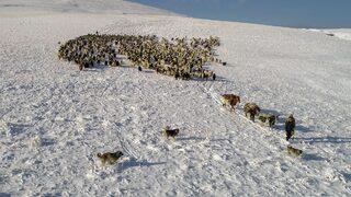 Van'da çobanlar aniden bastıran kar ve tipi nedeniyle zor anlar yaşadı