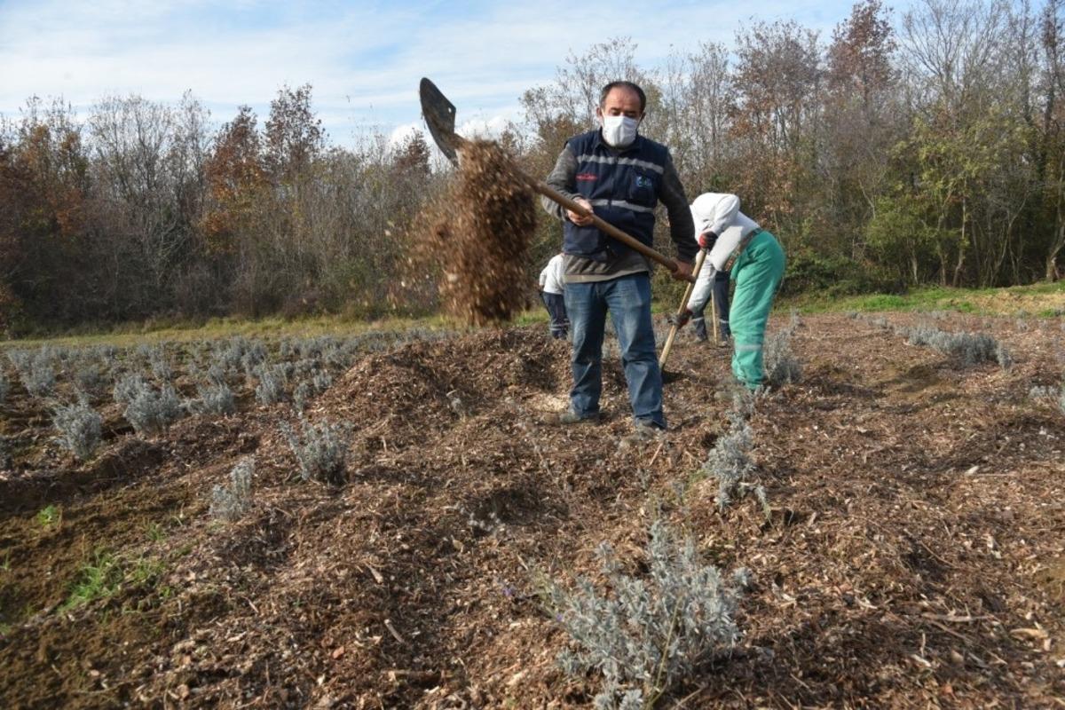 İzmit Belediyesinde lavantalar, geri d&ouml;n&uuml;ş&uuml;mle a&ccedil;ıyor