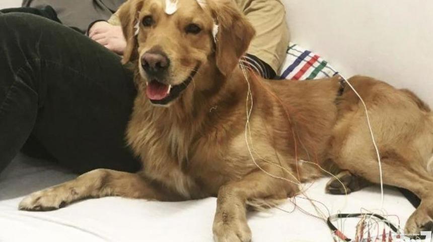 Köpek sahiplerini üzecek araştırma: Dediklerinizi gerçekten anlamıyorlar