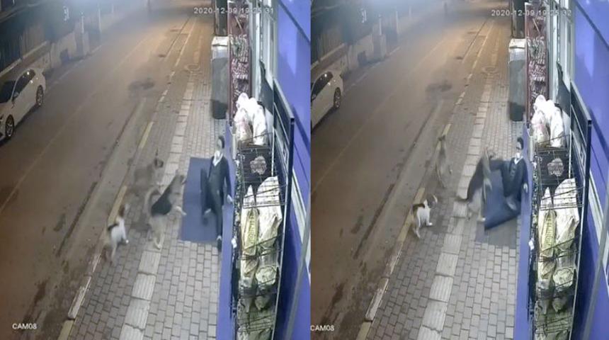 Sokak köpeklerinin saldırısından tekmeyle kurtuldu