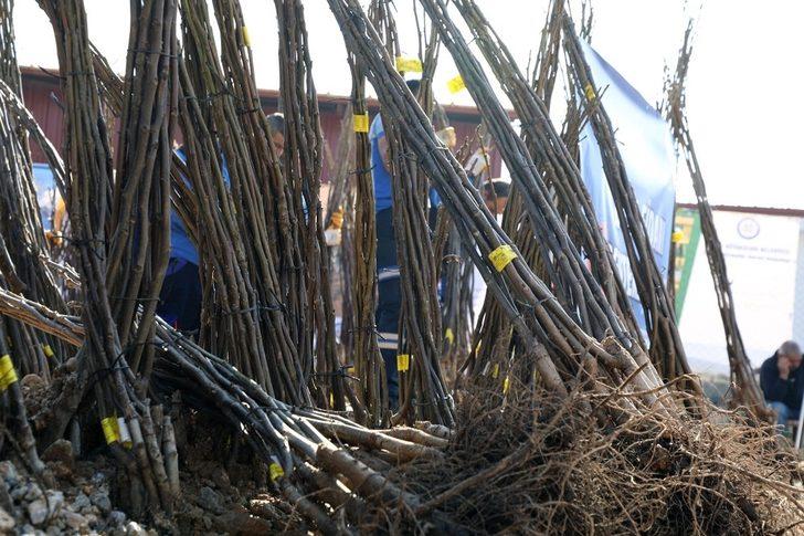 Büyükşehir’den Ceviz fidanı dağıtımı G2