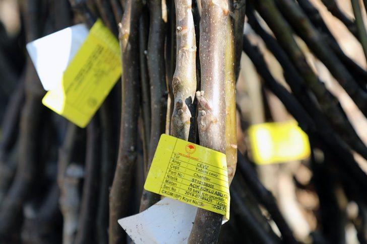 Büyükşehir’den Ceviz fidanı dağıtımı G3