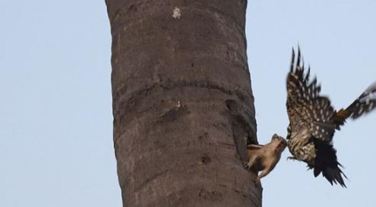 Sincap ile ağa&ccedil;kakanın kavga anı b&ouml;yle g&ouml;r&uuml;nt&uuml;lendi