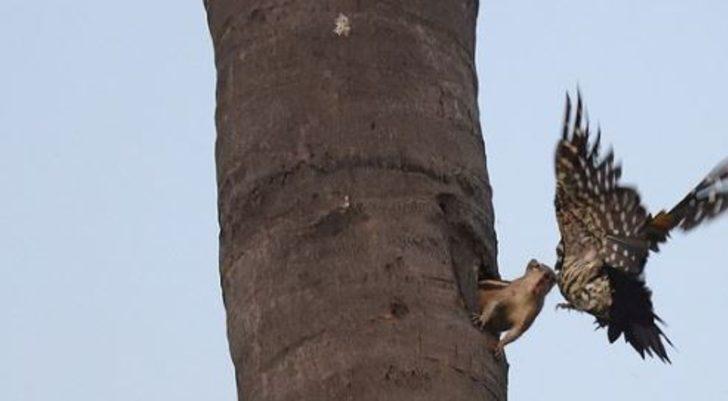 Sincap ile ağaçkakanın kavga anı böyle görüntülendi G1