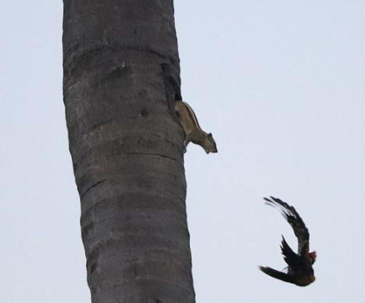 Sincap ile ağaçkakanın kavga anı böyle görüntülendi G2