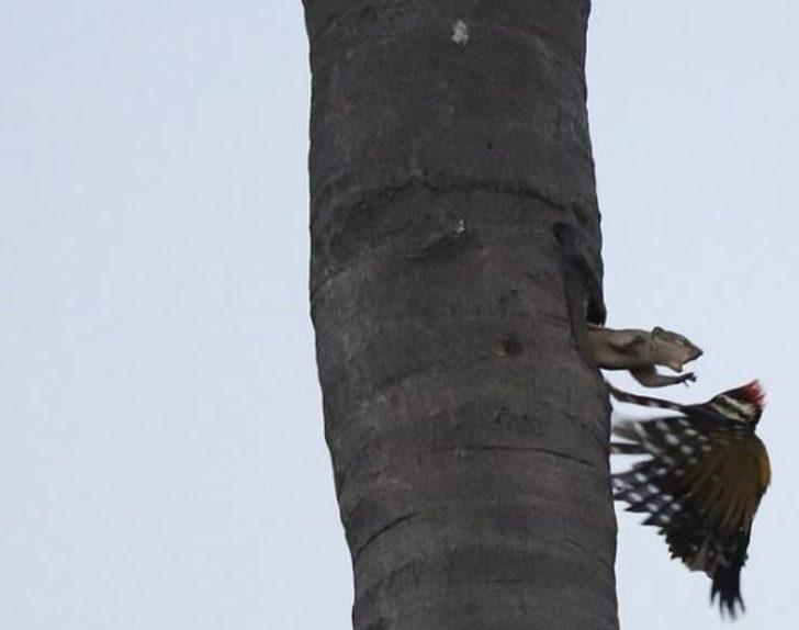 Sincap ile ağaçkakanın kavga anı böyle görüntülendi G3