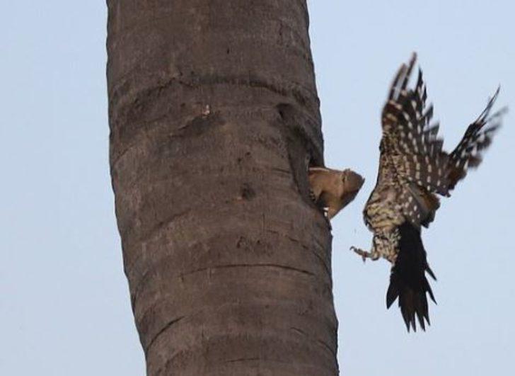 Sincap ile ağaçkakanın kavga anı böyle görüntülendi G4