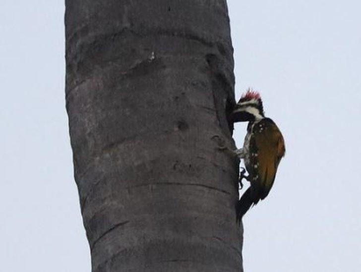 Sincap ile ağaçkakanın kavga anı böyle görüntülendi G5