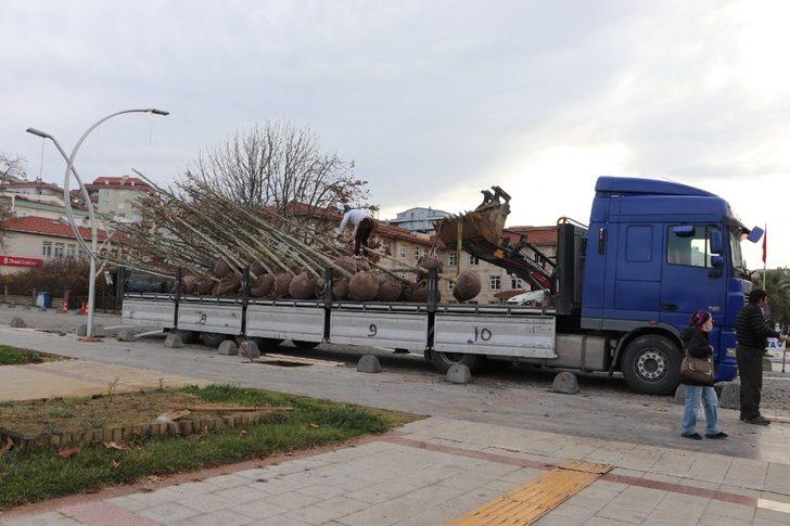 Akçakoca Belediyesi daha yeşil bir ilçe için çalışıyor G2