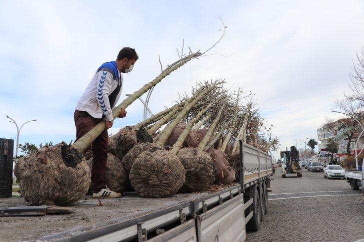 Akçakoca Belediyesi daha yeşil bir ilçe için çalışıyor G3