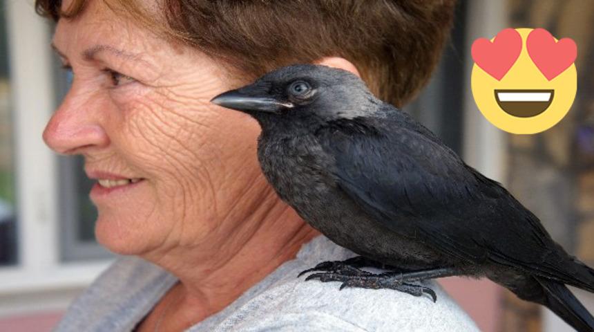 Bu karga kendini muhabbet kuşu sanıyor: Aşırı tatlı Yakup ile tanışın!