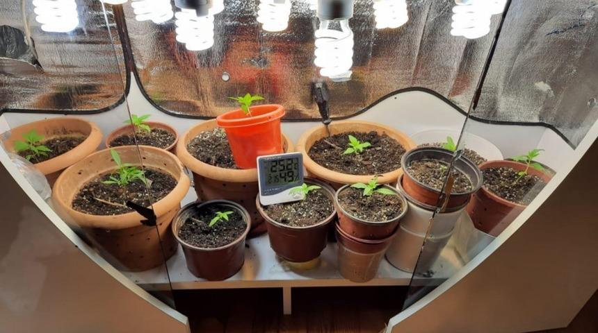 &Ouml;zel d&uuml;zenek kurup, kenevir yetiştirilen eve operasyon