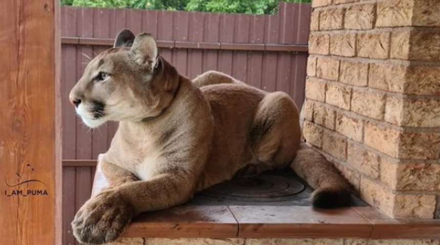 Ne kedi, ne k&ouml;pek puma sahiplendiler! 'Messi'nin bizim i&ccedil;in k&ouml;pekten farkı yok!'