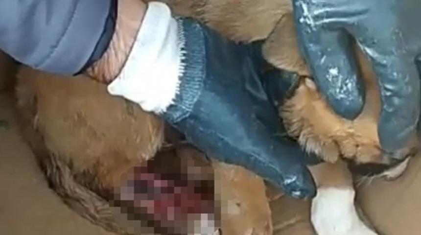 İstanbul'da vahşet! Yavru sokak k&ouml;peğinin ayağı par&ccedil;alandı