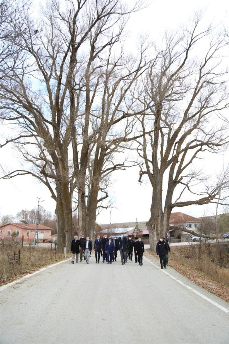 ’Gazi Ağaç’lar 370 yaşında G2