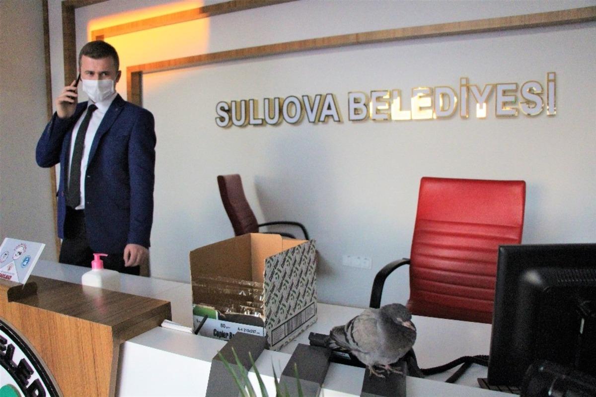 U&ccedil;amayan g&uuml;vercin belediye binasına sığındı