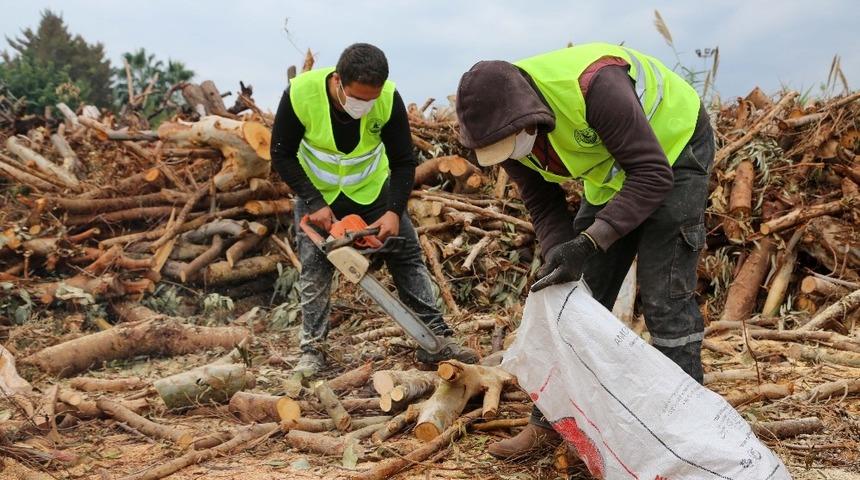 Budamadan elde edilen odunlar, ihtiya&ccedil; sahiplerine ulaştırılıyor