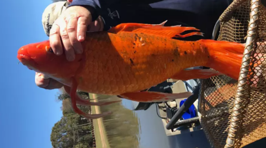 Ortalamadan 15 kat daha büyük 4 kilo ağırlığında akvaryum balığı yakaladı