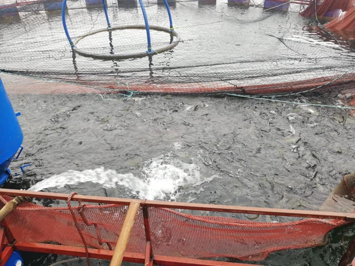 Bayburt&rsquo;tan Karadeniz&rsquo;e yavru alabalık ihracatı