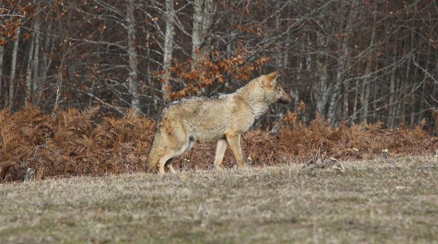 Ormanya&rsquo;da tedavi edilen dişi kurt doğaya geri salındı