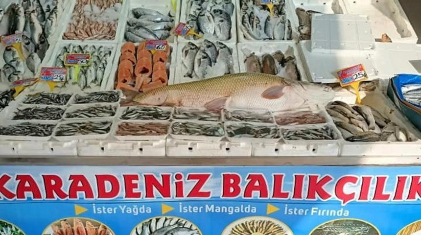 Atatürk Barajında yine dev turna balığı yakalandı