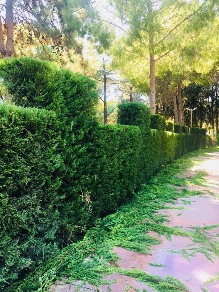 Kepez’de yeşil alanların bakımı yapıldı G5