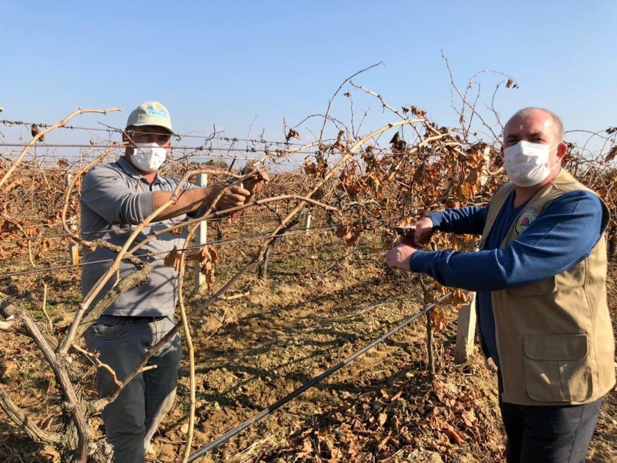 Salihli Ovası&rsquo;nda bağlar budanıyor