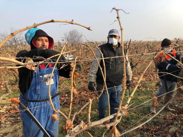 Salihli Ovası’nda bağlar budanıyor G2